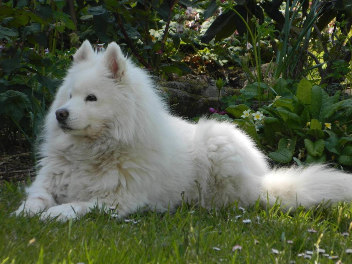 Le Rocher Du Samoyede Dirinon Exterior photo