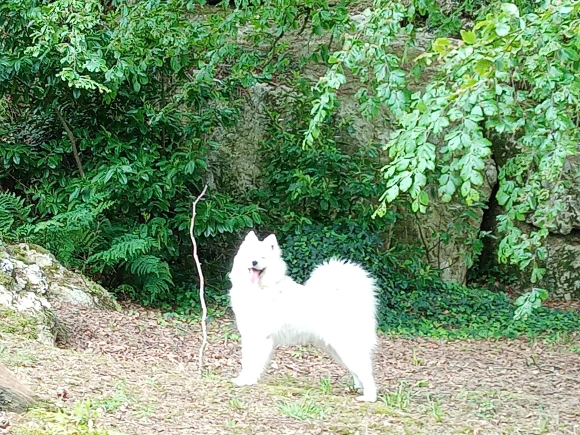 Le Rocher Du Samoyede Dirinon Exterior photo